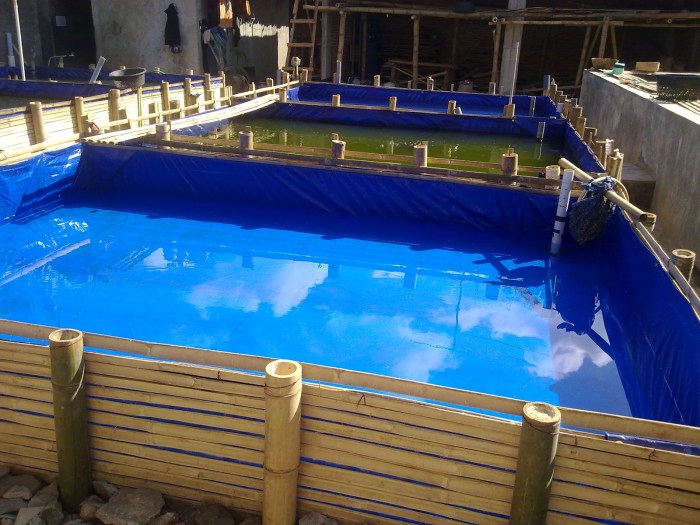 Budidaya ikan dalam kolam terpal