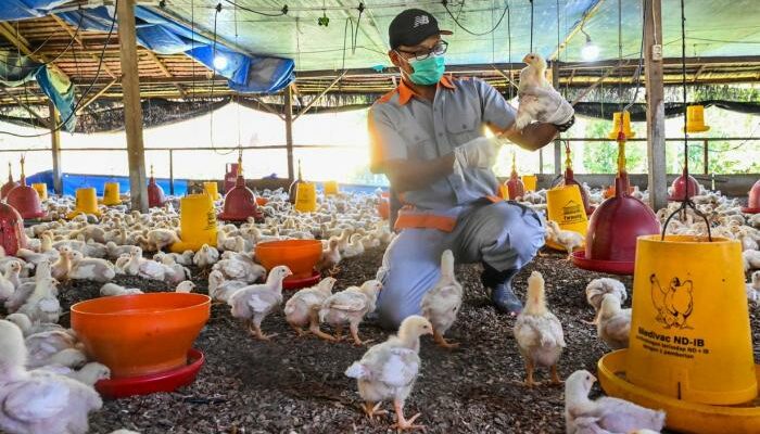 Cara Merawat Unggas Agar Tidak Mudah Terkena Infeksi