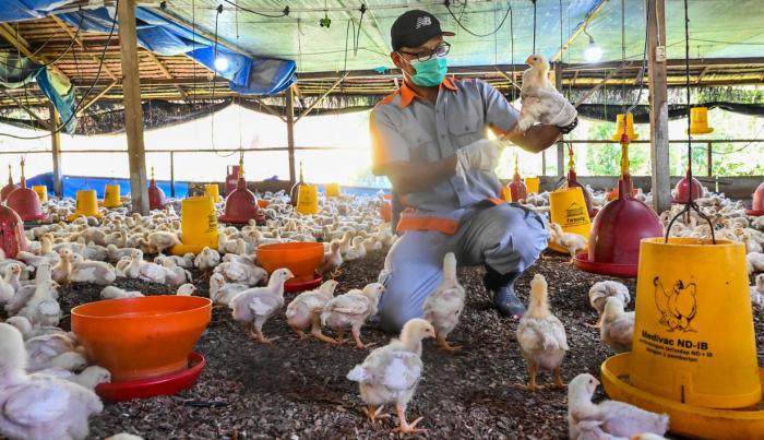 Pencegahan CRD unggas dengan tindakan cepat