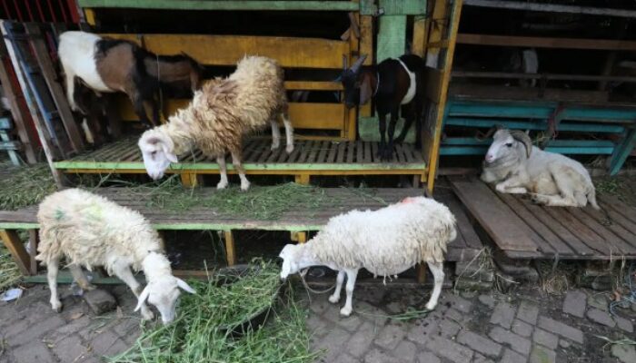Perawatan Kambing Sehat Dan Produktif