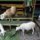 Perawatan kambing sehat dan produktif
