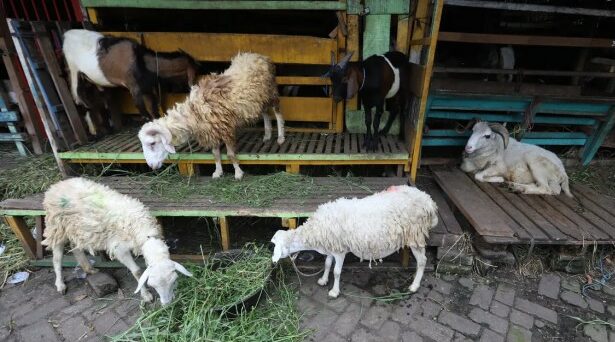 Perawatan Kambing Sehat Dan Produktif