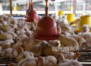 Peluang Investasi Di Sektor Peternakan Unggas