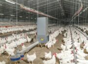 Alat Peternakan Ayam Broiler