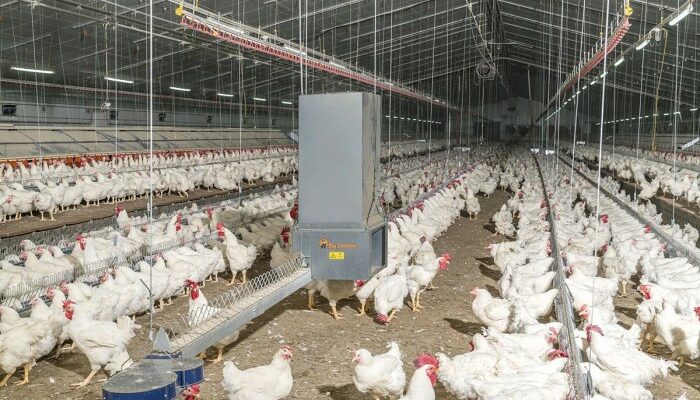 Alat Peternakan Ayam Broiler