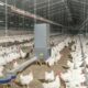 Ayam kandang broiler potong pedaging beternak ternak budidaya baik sukses kiat usaha alat mudahnya peralatan peternakan indo