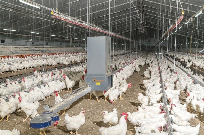 Teknologi Peternakan Ayam Broiler