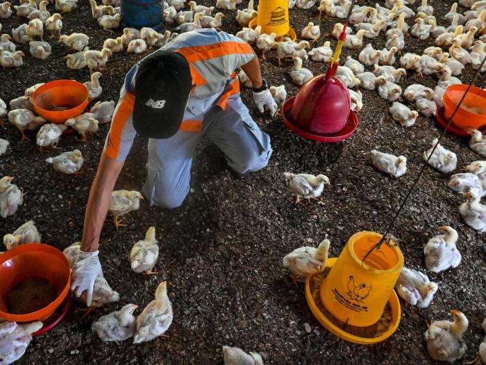 Sistem biosekuriti untuk kesehatan unggas optimal