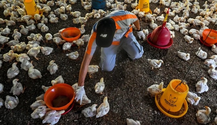 Peran pakan dalam mencegah penyakit infeksi pada unggas