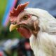 Ayam crd penyakit medion