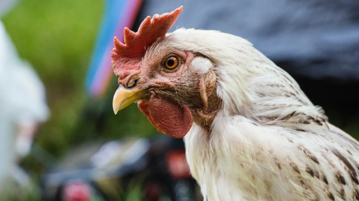 Ayam crd penyakit medion
