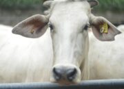 Pembuatan silase pakan sapi