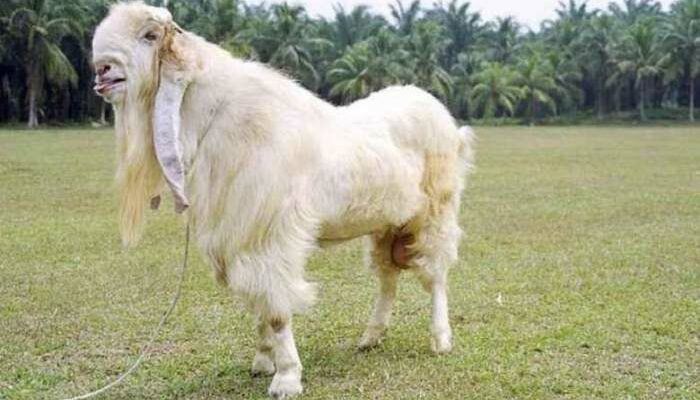 Manfaat Susu Kambing Etawa