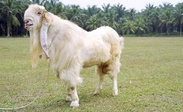Harga Kambing Etawa