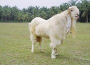 Tips Sukses Ternak Kambing Bagi Pemula