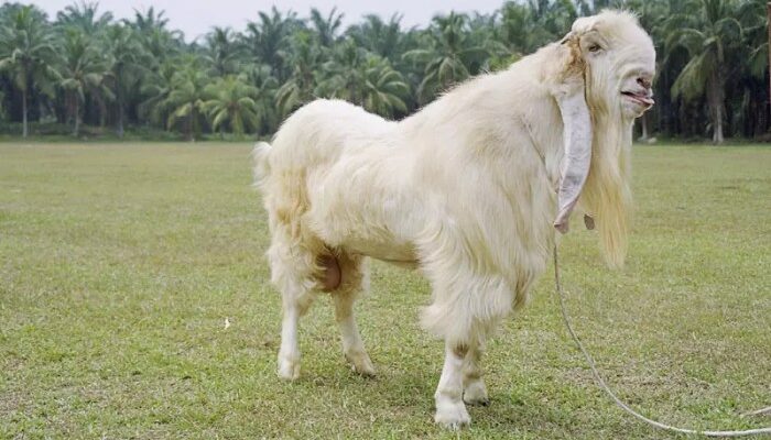 Sistem Pemeliharaan Kambing Intensif