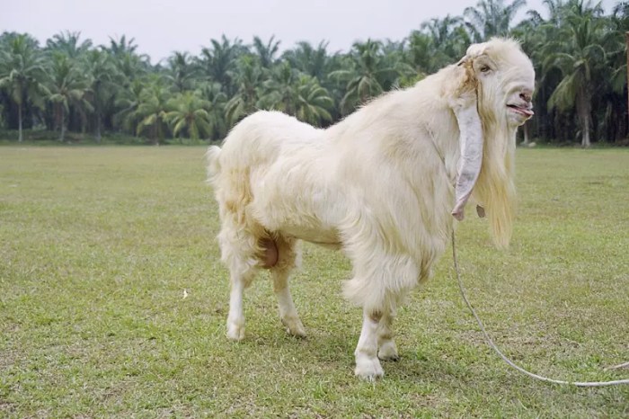 Cara sukses budidaya kambing etawa