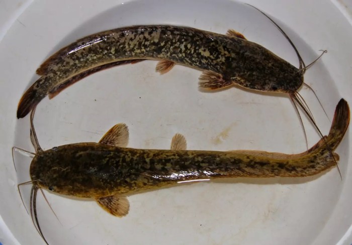Teknik pemijahan ikan air tawar