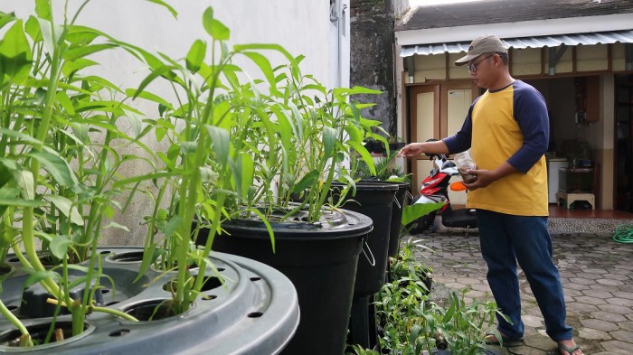 Budidaya ikan dengan sistem tumpangsari