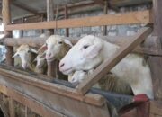 Cara Sukses Ternak Kambing Skala Rumahan