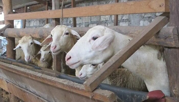 Cara Sukses Ternak Kambing Skala Rumahan