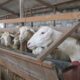 Cara sukses ternak kambing skala rumahan