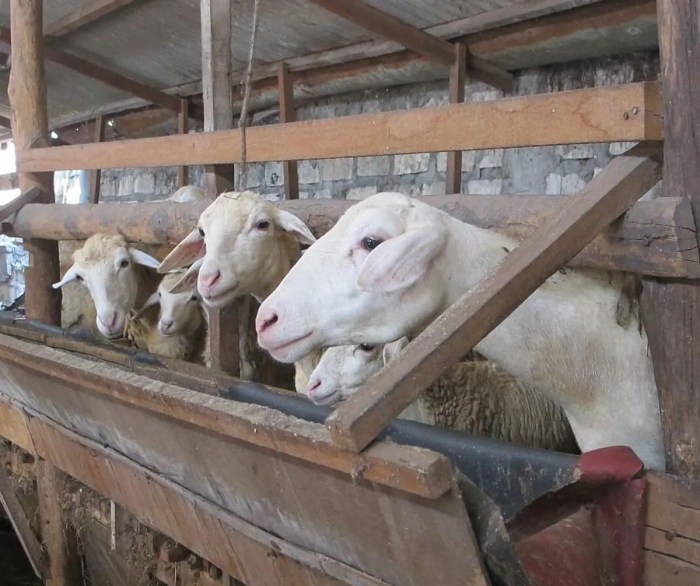 Tips Sukses Ternak Kambing Pemula