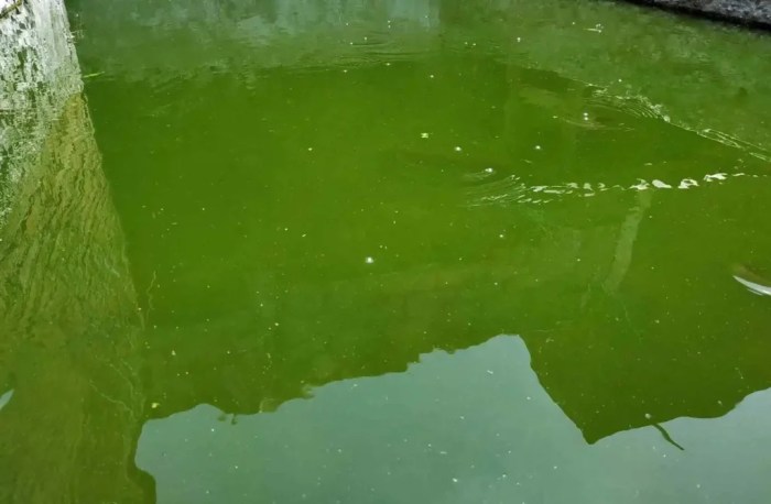 Cara menjaga kualitas air kolam ikan