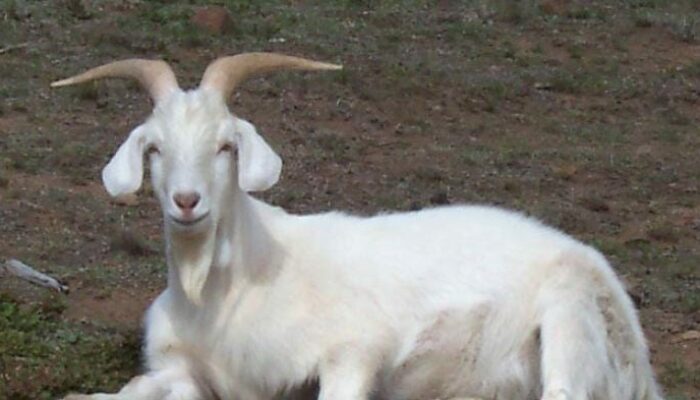 Kambing Etawa Penghasil Daging Berkualitas