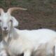 Cara menggemukkan kambing etawa