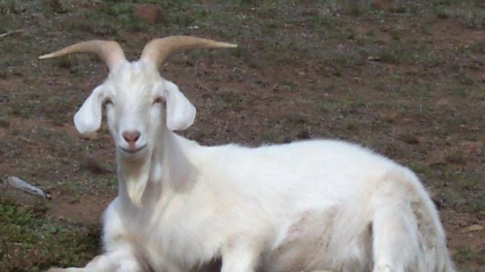 Penyakit Kambing Etawa Dan Penanganannya