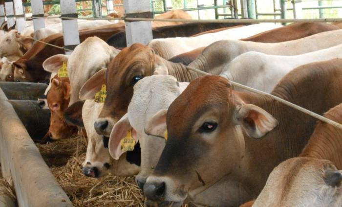 Sapi kurban ternak korban bibit pemilihan Ternak sapi untuk kurban