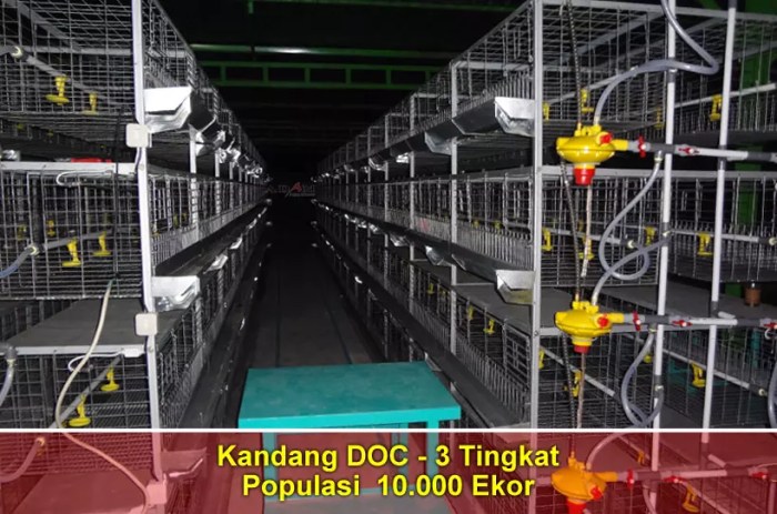 Ayam kandang peternakan pakan broiler minum usaha beternak sekam tanpa panggung doc jaring rakyat