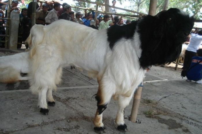 Harga Kambing Etawa