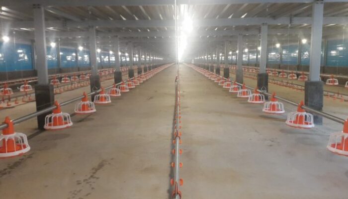 Bisnis Ayam Broiler Rumahan