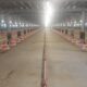 Bisnis ayam broiler rumahan