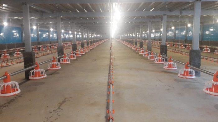 Bisnis ayam broiler rumahan