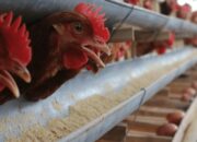 Pemanfaatan Limbah Pertanian Untuk Pakan Ayam Petelur