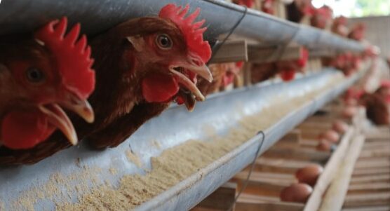 Pakan alternatif untuk ayam petelur biaya rendah