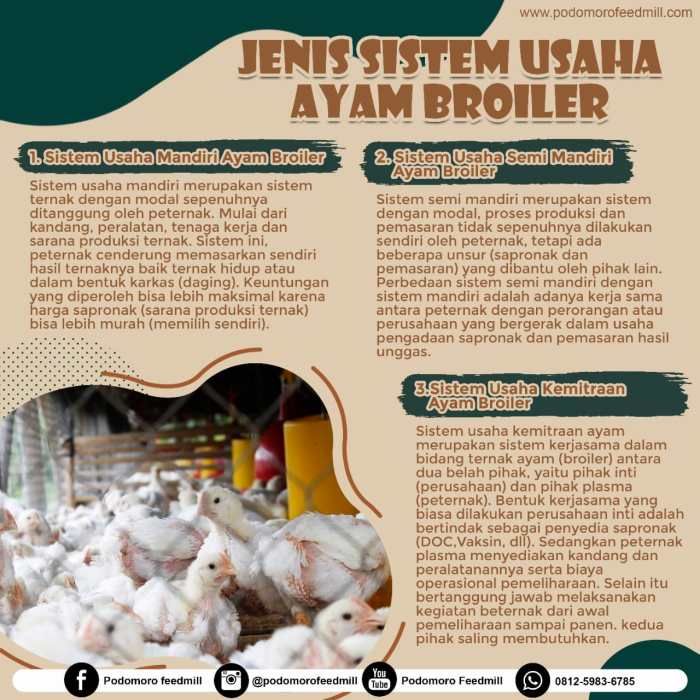 Perhitungan modal awal usaha ternak ayam broiler