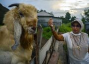 Vaksin Kambing Etawa