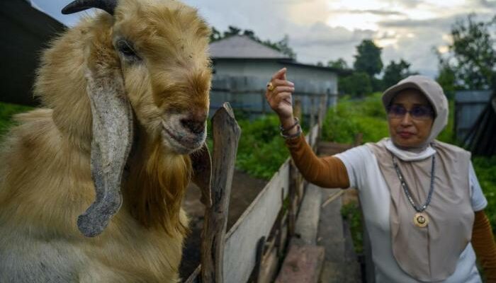 Kambing Etawa PE
