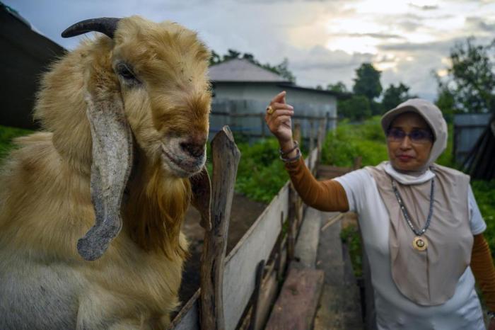Vaksin kambing etawa