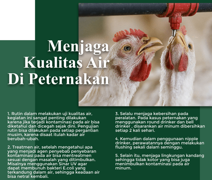 Alat monitoring konsumsi pakan ayam petelur