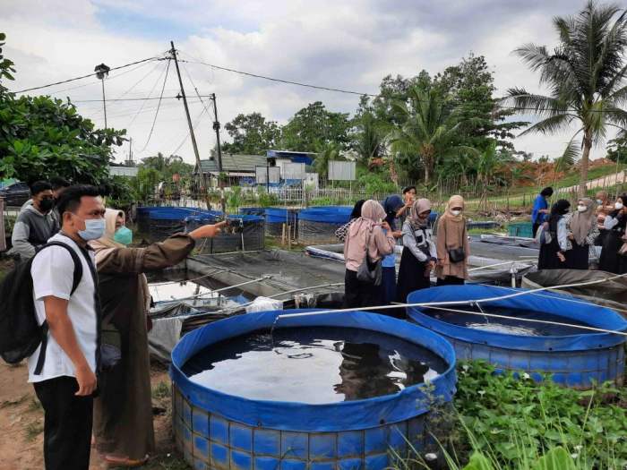 Budidaya ikan sistem organik