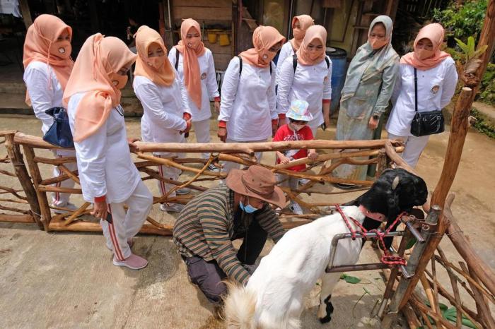 Cara memerah susu kambing etawa