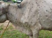 Penyakit Sapi Dan Cara Mengobatinya