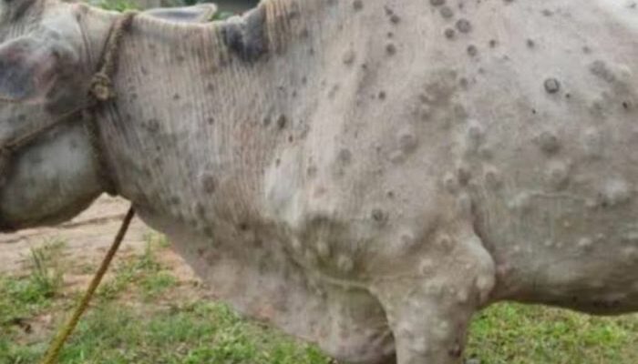 Penyakit Sapi Dan Cara Mengobatinya