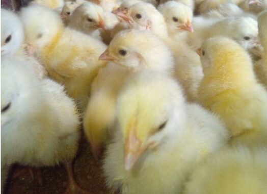 Ayam broiler petelur bibit yang sehat ternak budidaya hidup suhu memilih merawat nyaman ilmubudidaya benar pemula ciri