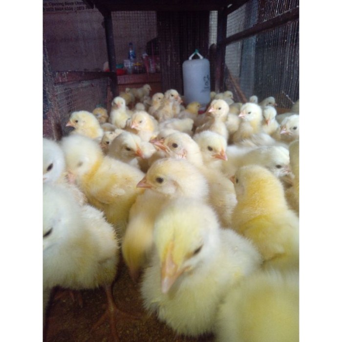 Ayam broiler petelur bibit yang sehat ternak budidaya hidup suhu memilih merawat nyaman ilmubudidaya benar pemula ciri Ayam broiler petelur bibit yang sehat ternak budidaya hidup suhu memilih merawat nyaman ilmubudidaya benar pemula ciri